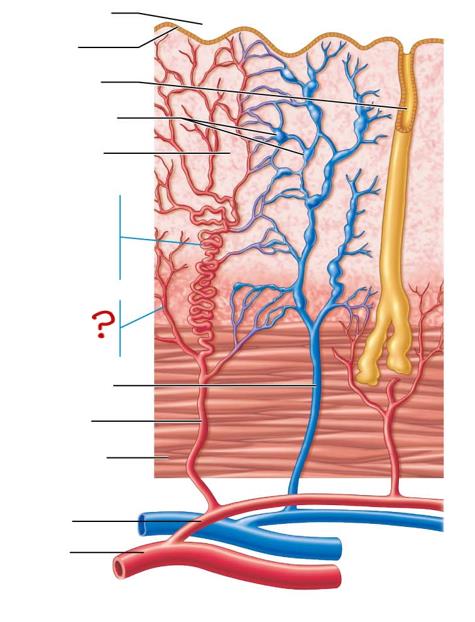 <p>serve basal layer &amp; doesn’t regenerate</p>
