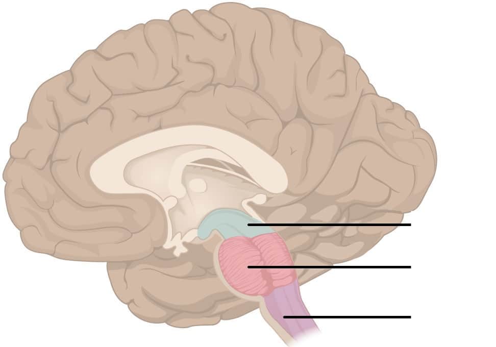 Where is medulla oblongata?