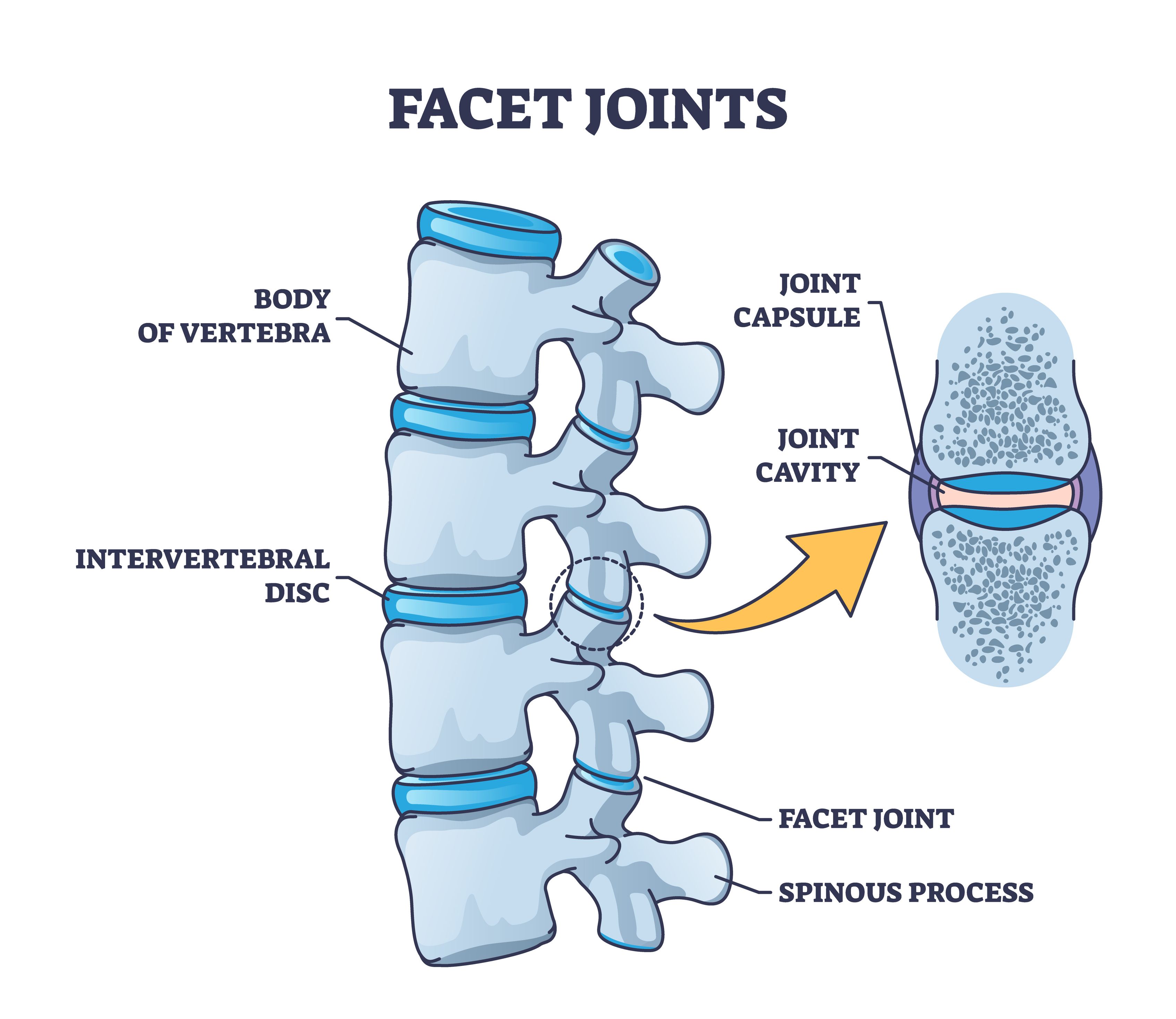 <p>Shallow indented surface where two bones meet to form a joint</p>