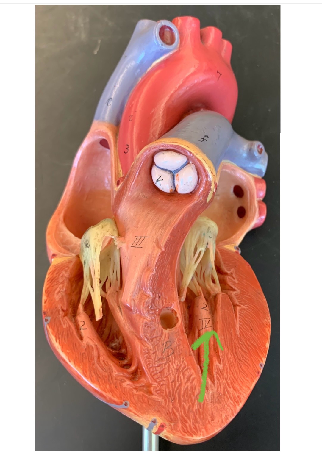 knowt flashcard image