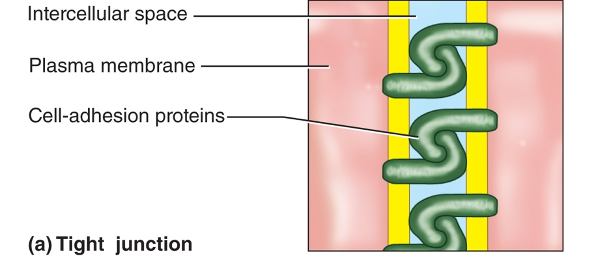 <p>Tight junction</p>