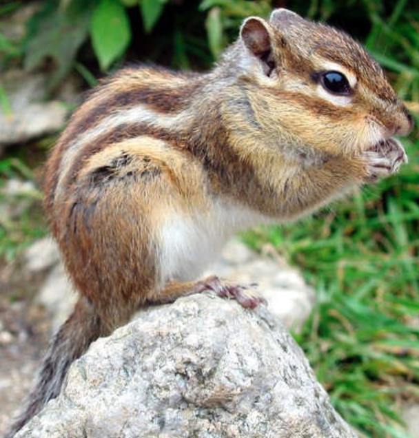 <p><strong>Biologie</strong></p><p class="p1"><span style="line-height: normal;"><span>− </span></span>Einzelgänger, tagaktiv</p><p class="p1"><span style="line-height: normal;"><span>− </span></span>Gräbt Baue</p><p class="p1"><span style="line-height: normal;"><span>− </span></span>Nahrung: Samenfresser, teilweise auch Beeren, Arthropoden, kleine Wirbeltiere</p><p class="p1"><span style="line-height: normal;"><span>− </span></span>Frühling 5 Junge</p><p class="p1"><span style="line-height: normal;"><span>− </span></span>Hält Winterschlaf</p><p class="p1"><strong>Vorkommen</strong></p><p class="p1"><span style="line-height: normal;"><span>− </span></span>Natürliches Verbreitungsgebiet:</p><p class="p1">Nord- und Zentralasien. Bewaldete und halboffene Lebensräume.</p><p class="p1"><span style="line-height: normal;"><span>− </span></span>Vorkommen in verschiedenen Ländern Europas ausschliesslich in</p><p class="p1">Stadtparks, u.a. in Deutschland, Österreich und Frankreich.</p><p class="p1"><span style="line-height: normal;"><span>− </span></span>Schweiz: In den Parkanlagen der Stadt Genf</p>