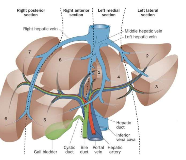 <p>own branch of portal vein and hepatic artery </p><p>drained by it’s own bile duct</p>