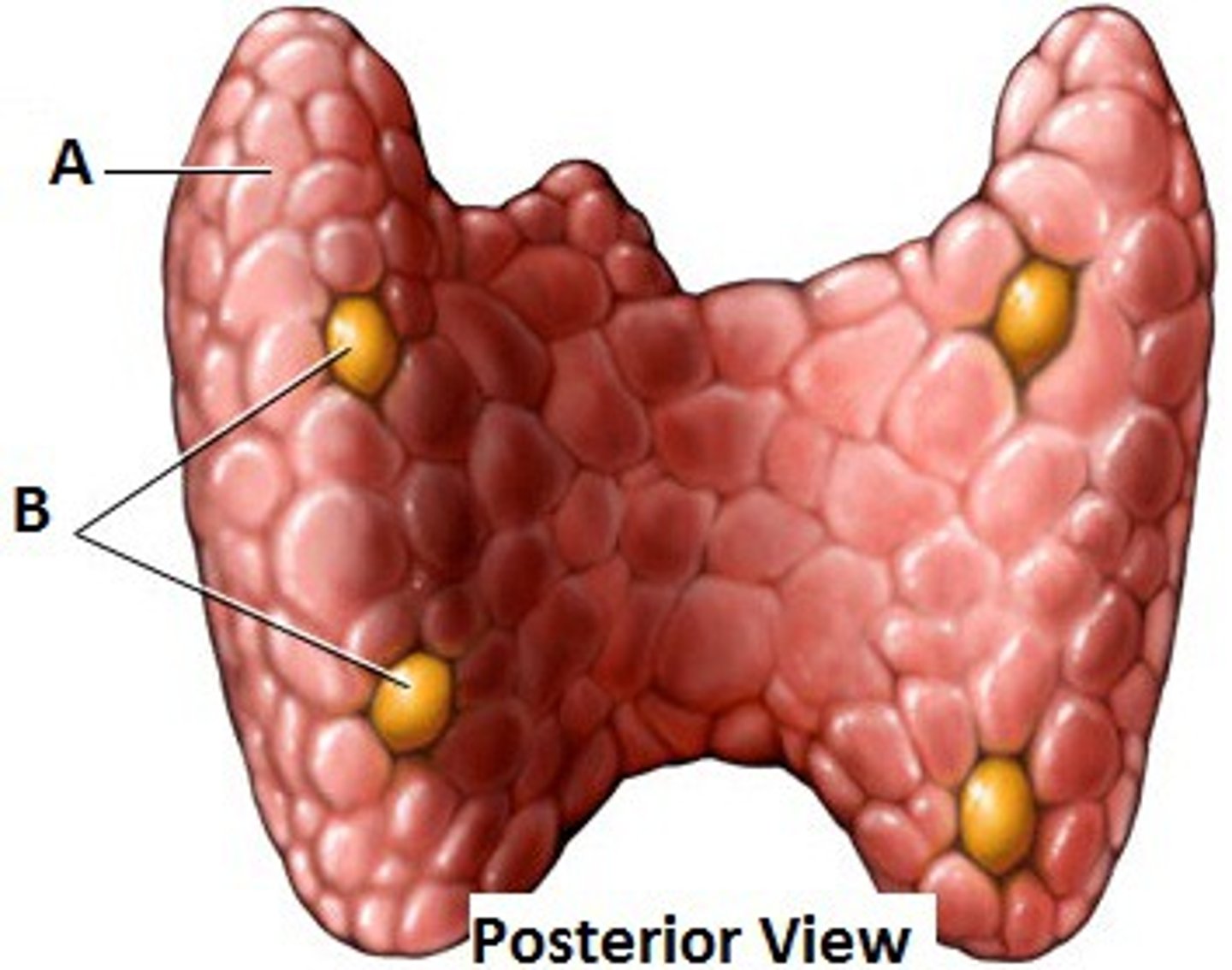 <p>B</p>