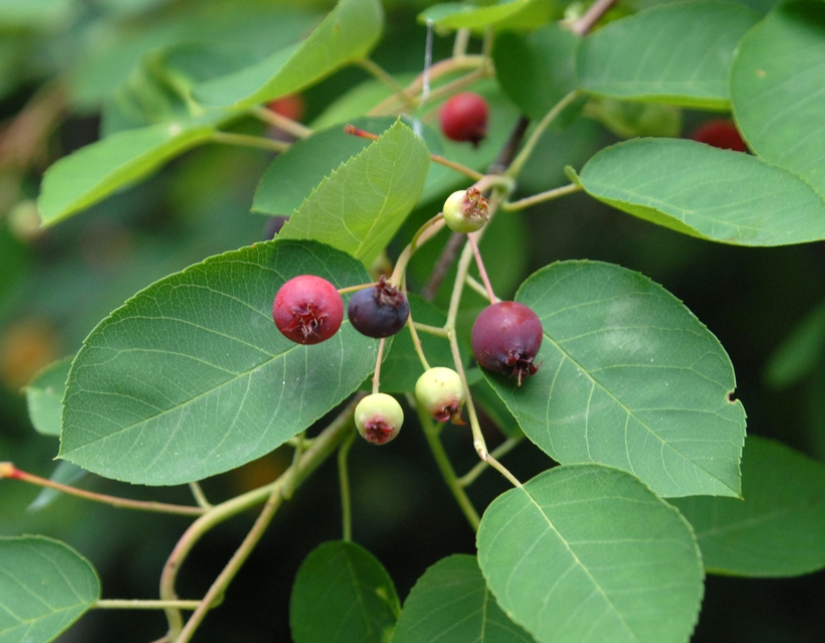 <p>Rosaceae </p><p>Amelanchier arborea </p>