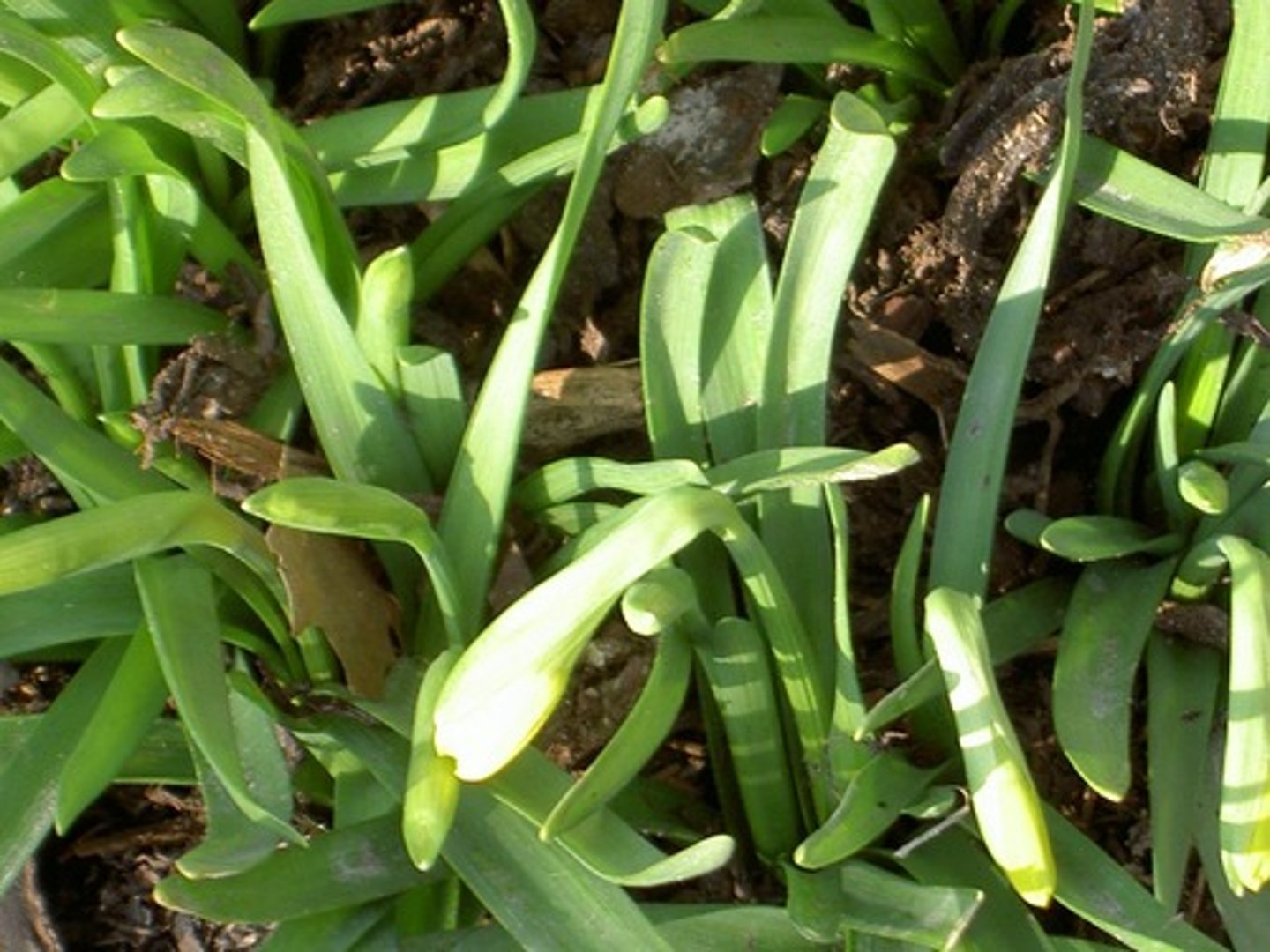 <p>green</p>