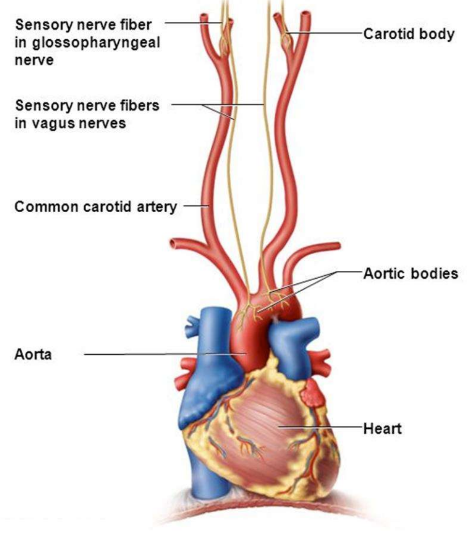 <p>Baroreceptors </p>
