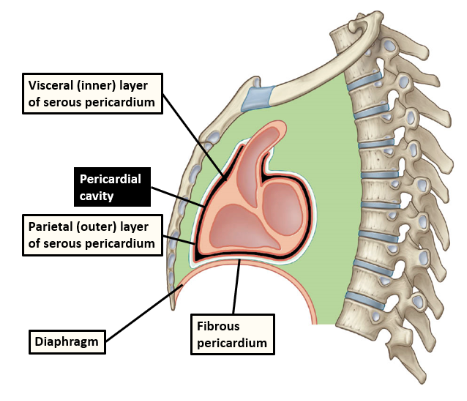 <p><span><span>a </span><strong><span>membrane&nbsp;</span></strong><span>that covers the heart. It is positioned within the middle mediastinum of the thorax.&nbsp;</span></span></p><p><span><span>It consists of&nbsp;</span><strong><span>two layers</span></strong><span>:</span></span></p><ol><li><p><span><span>An outer fibrous layer</span></span></p></li><li><p><span><span>An inner thin serous layer that reflects from the inside of the fibrous sac onto the surface of the heart</span></span></p></li></ol><p></p>