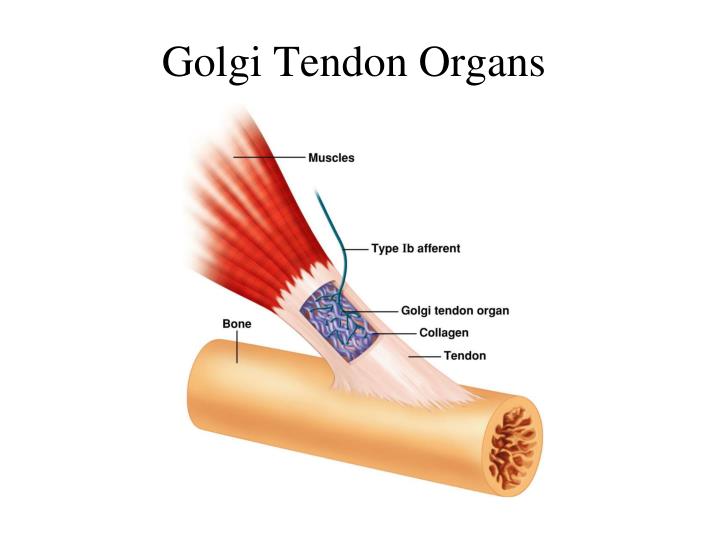 <ul><li><p>specialized receptor </p></li><li><p>located between the muscle fiber and the tendon</p></li><li><p>located in series with the muscle</p></li><li><p>signals info abt the load or force applied to muscle</p></li></ul><p></p>