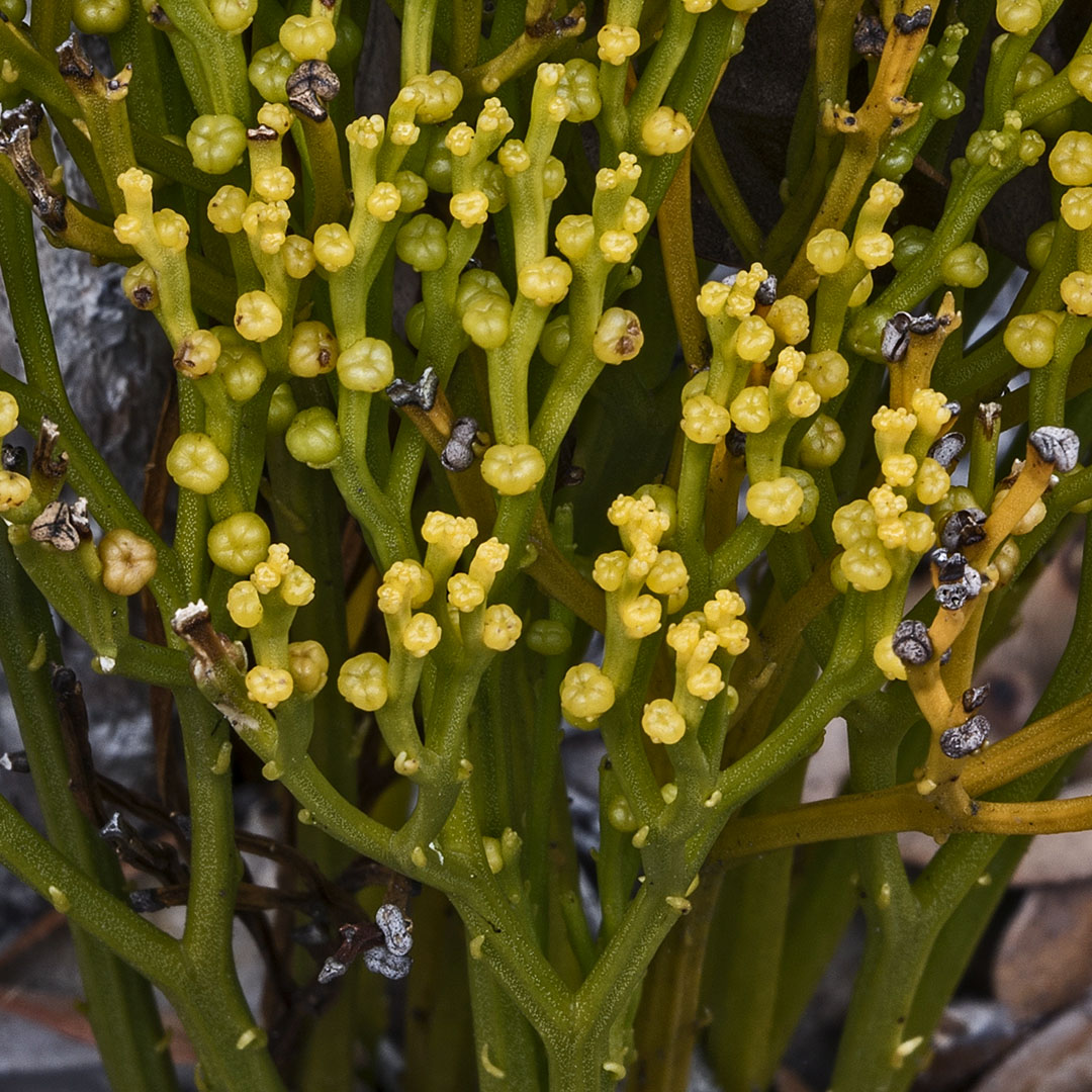 <p>sporophyte </p>