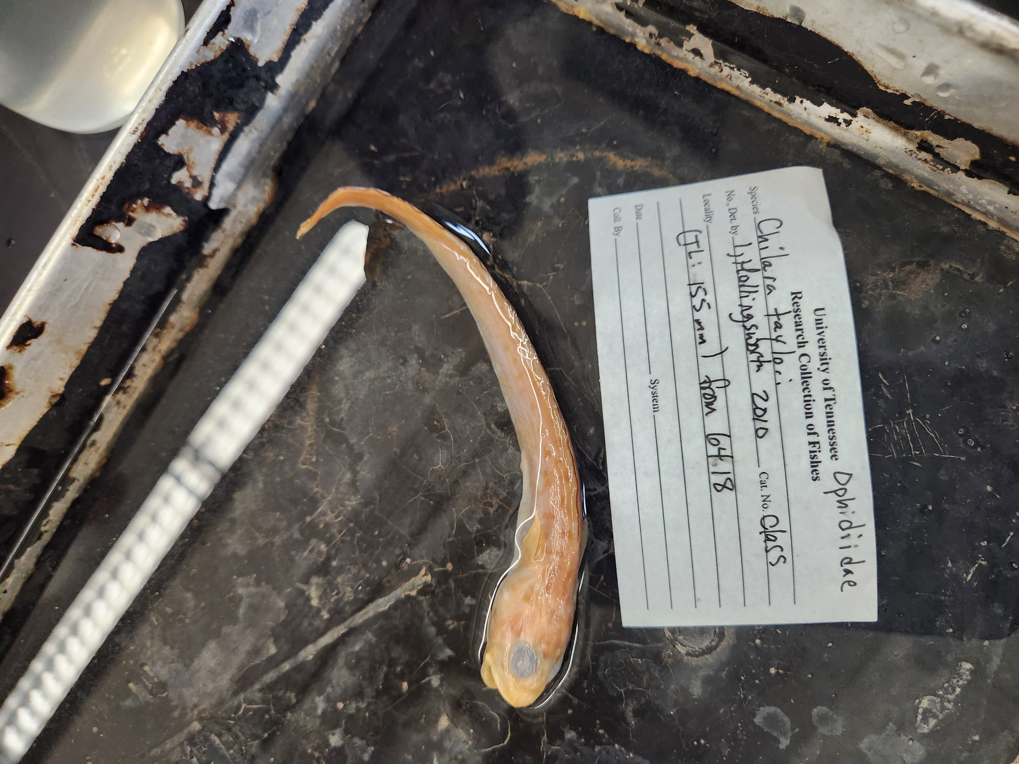 <p>cusk eels and pearlfish</p>