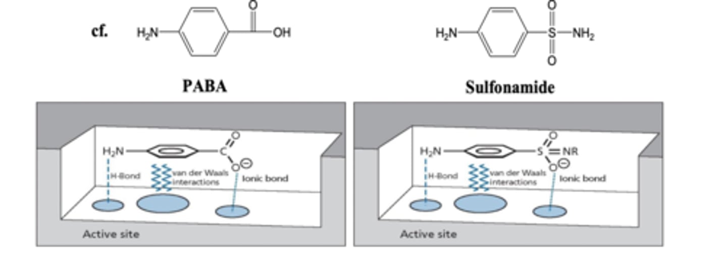 <p>To bind to the active site of dihydropteroate synthase it must have:</p><p>- H bond donor</p><p>- Van der Waal (aromatic)</p><p>- Ionic bond.</p><p>Also cannot be too big as it wont fit in the active site.</p>