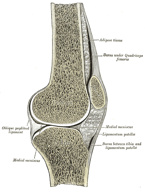 <p>patella</p>