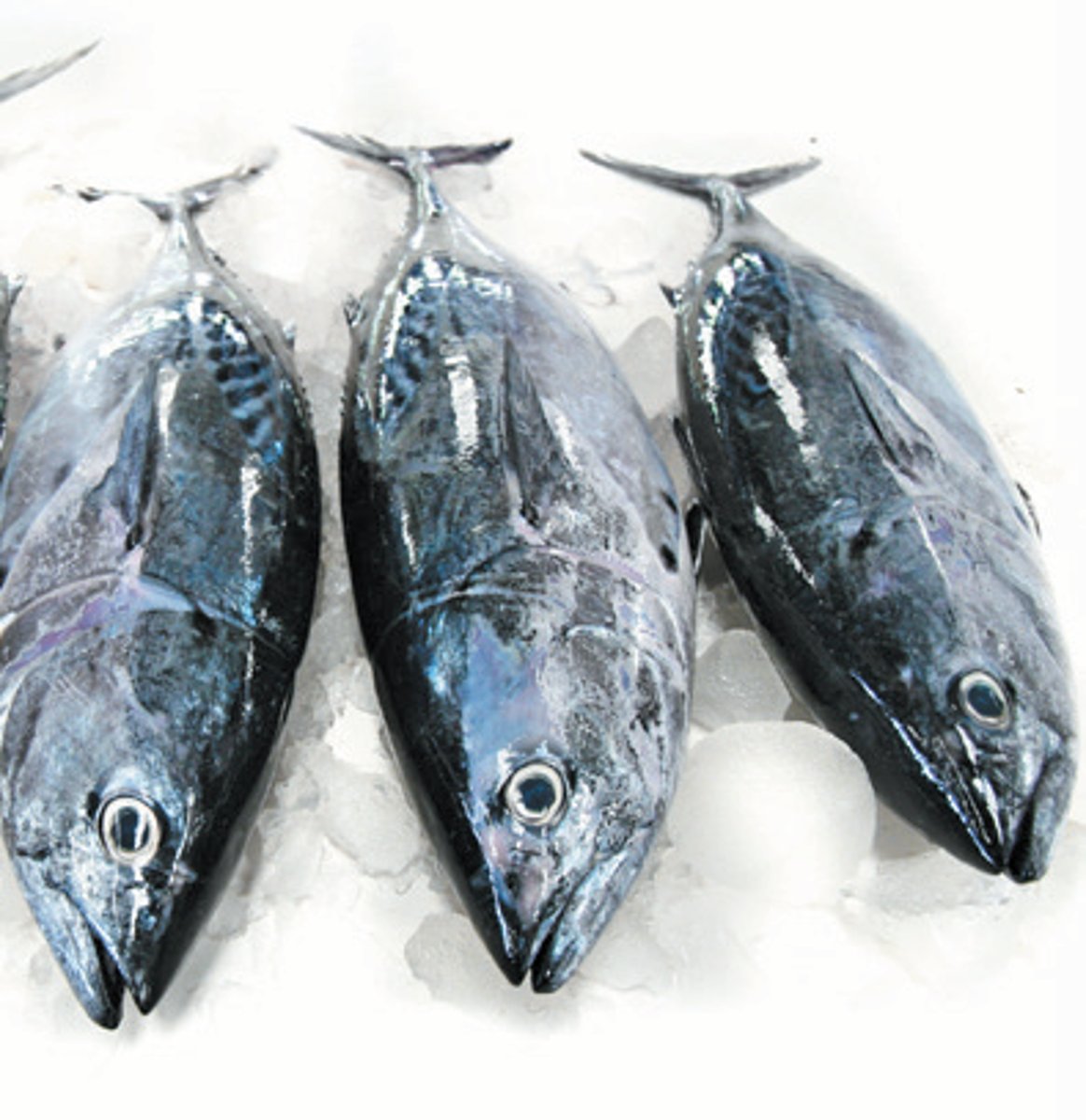 <p>tuna</p>