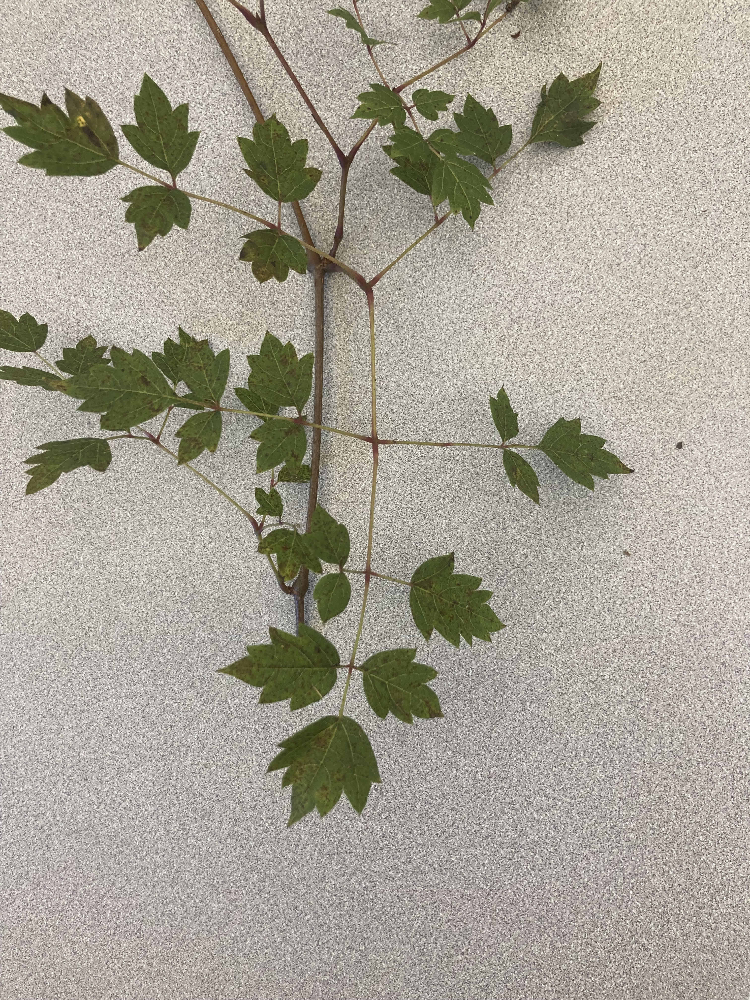What is this plant?