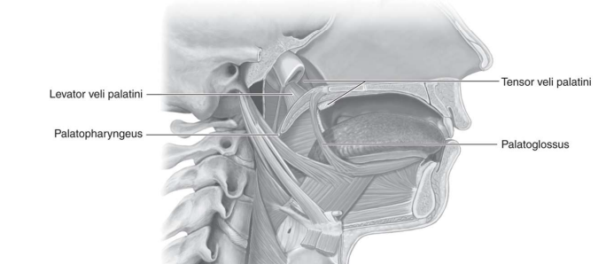 \
* Origin: temporal bone and near the eustachian tube
* Insertion: aponeurosis of the soft palate/ velum
* Pulls soft palate towards the posterior pharyngeal wall
* Innervated by pharyngeal plexus (CN 9&10)
