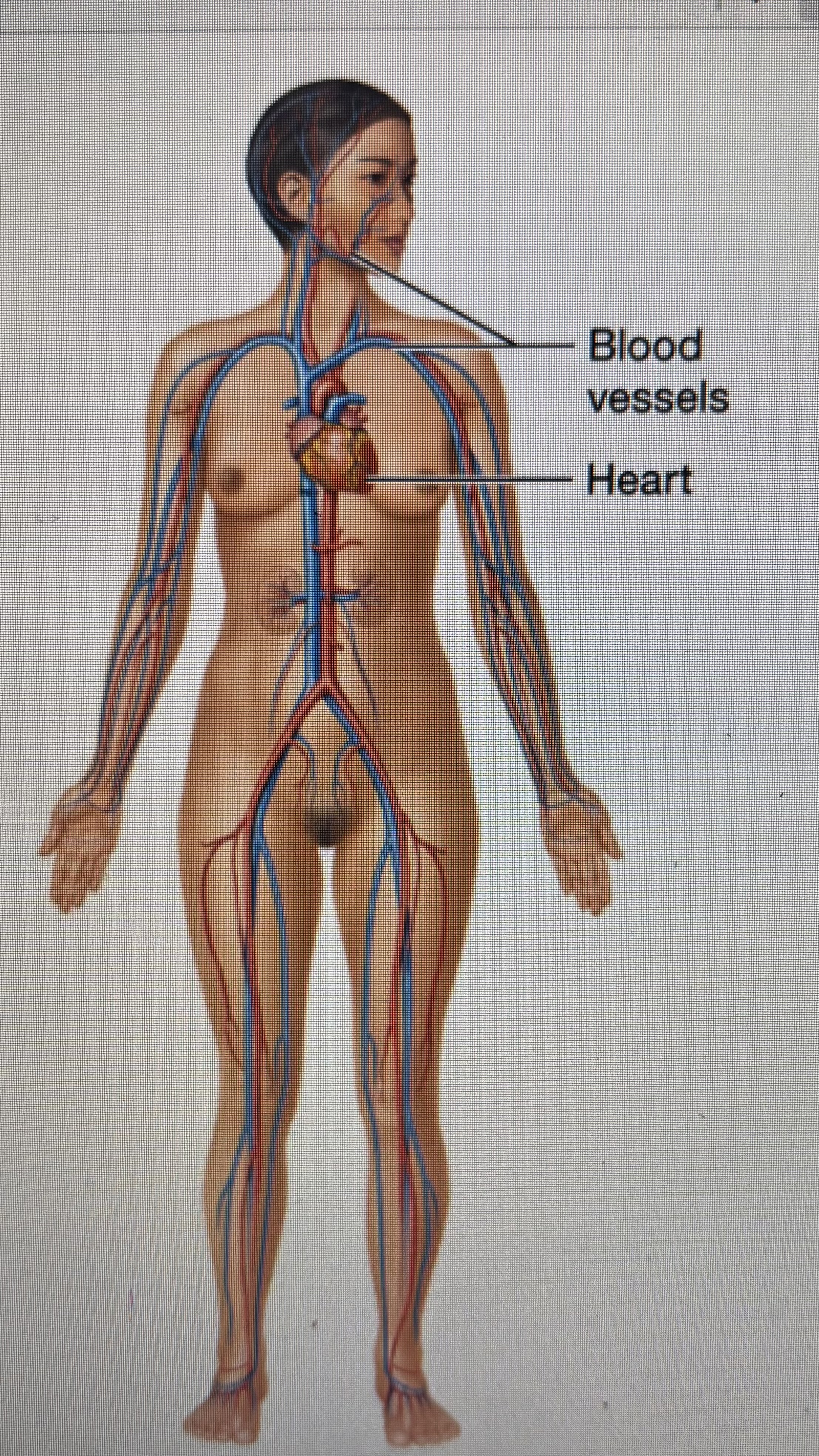 <p>blood vessels </p><p>heart</p>