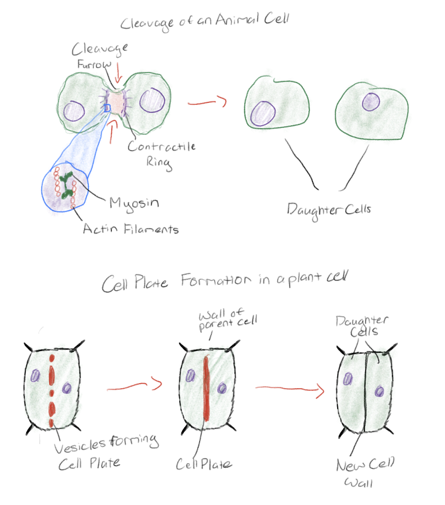 <p>Animal cells - cleavage furrow forms from contractile ring of actin microfilaments + myosin on the cytoplasmic side of cell</p><p>Plant cell - Vesicles containing cell wall material from Golgi move along microtubules to middle of cell, forming a cell plate</p>