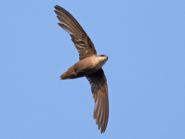 <p>Chimney Swift</p>