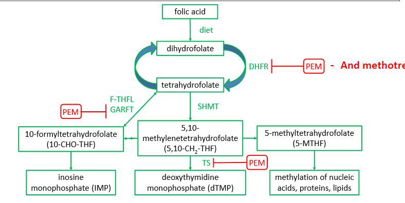 <ol><li><p>weak inhibitor of DHFR</p><ul><li><p>converts dihydrofolate to tetrahydrafolate</p></li></ul></li><li><p><strong>INHIBITS THYMIDYLATE SYNTHASE</strong></p><ul><li><p>thymidylate synthase normally converts dUMP to dTMP</p></li></ul></li><li><p><strong>INHIBITS glycinamide ribonucleotide formyltransferase (GARFT)</strong></p><ul><li><p>tetrahydrofolate to IMP</p></li></ul></li></ol><p></p>