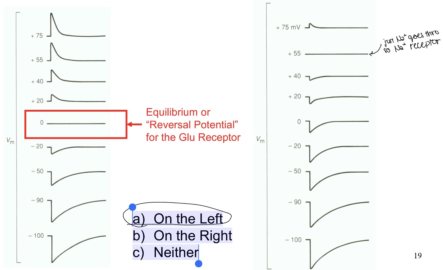 <p>a) On the Left</p><p>b) On the Right</p><p>c) Neither</p>