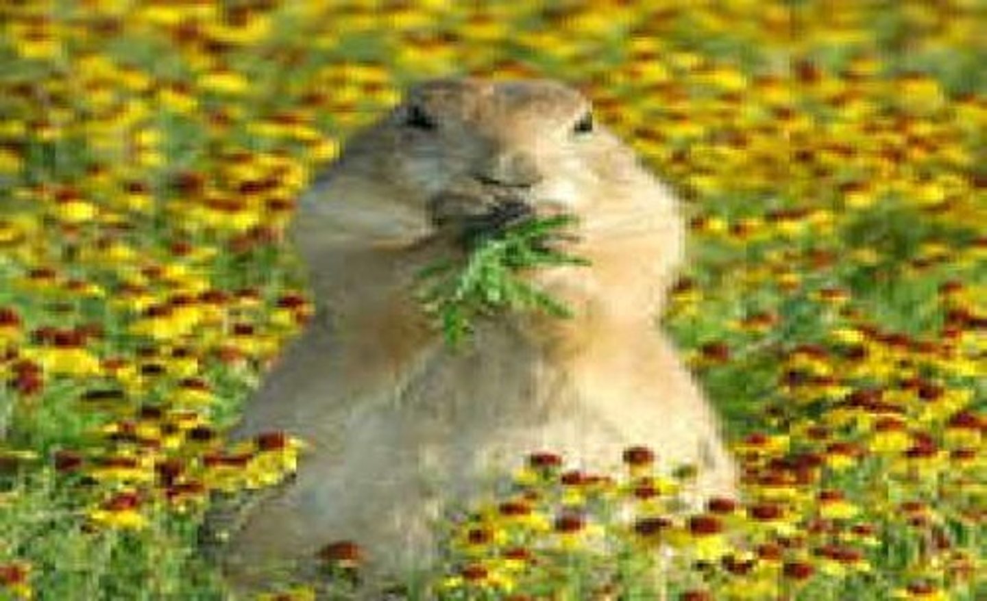 <p>an animal that eats only plants</p>