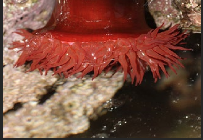 <p>What is the Portugese name of this species?</p>