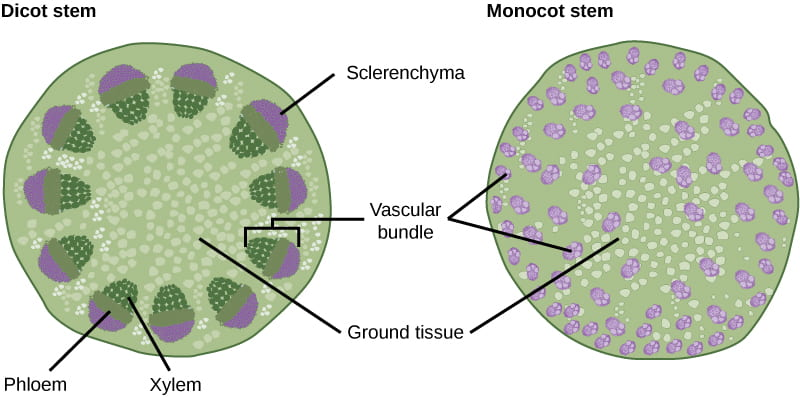 <p>left - eudicot</p><p>right - monocot</p>