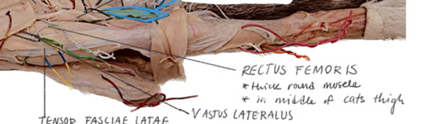 <p>Round heavy thick muscle in the middle of cats thigh</p>