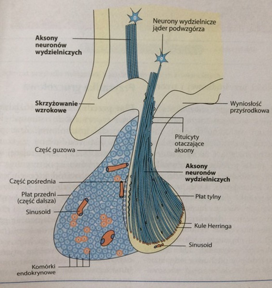 <p>składa się z przysadki gruczołowej (z ektodermy pierwotnej jamy ustnej) i przysadki nerwowej (z ektodermy międzymózgowia).</p><p>W skład przysadki gruczołowej wchodzi płat przedni/cz. dalsza, cz. guzowa i cz. pośrednia.</p><p>W skład przysadki nerwowej wchodzi płat tylny/wyrostek lejka oraz trzon lejka i wyniosłość przyśrodkowa. </p>