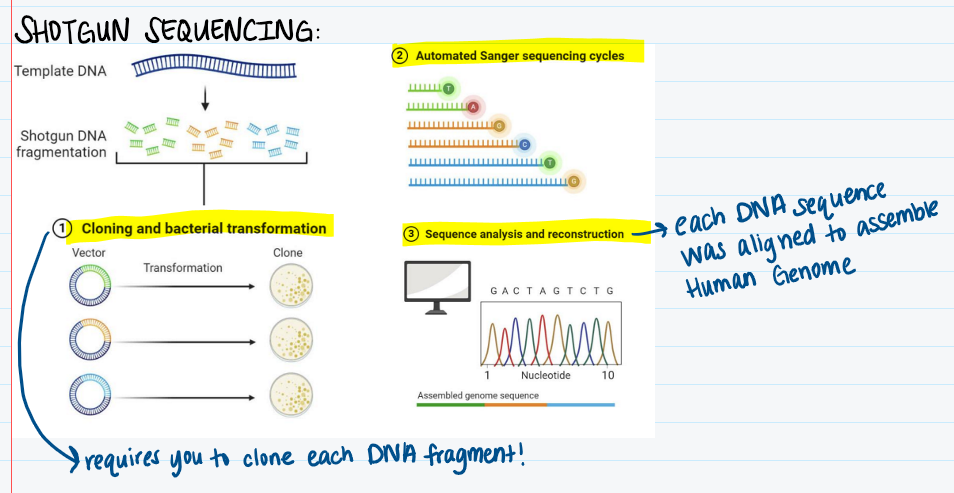 <p>Breaks up DNA into smaller fragments that are reassembled to reconstruct the original sequence</p>