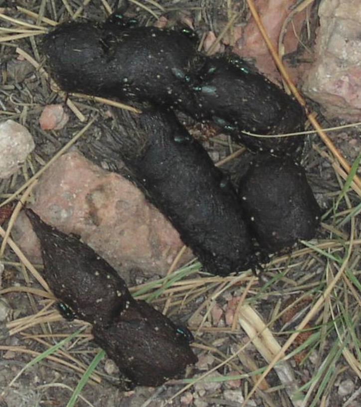 <p><span>The distinctive, rope-like feces of a cougar (also called a mountain lion or puma) that has broken into multiple, distinct pieces.</span></p>