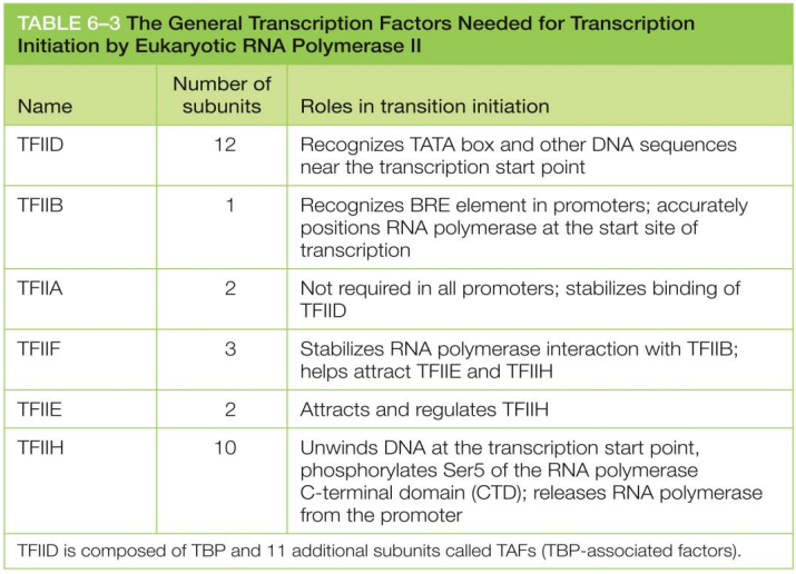 <p>help position RNA polymerase at promoters</p><p>TFIID, TFIIB, TFIIF, TFIIE, TFIIH for eukaryotes</p><p>sigma factor for prokaryotes</p>