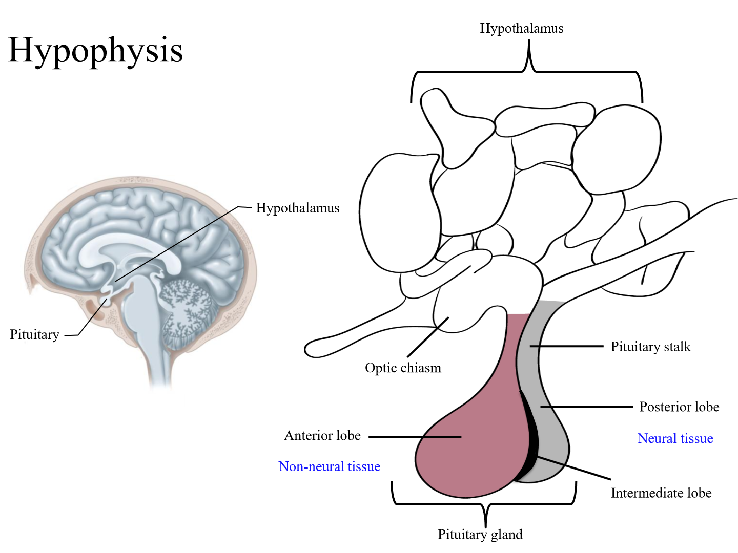 <p>Ventral part of brain (base), nearby the hypothalamus</p>