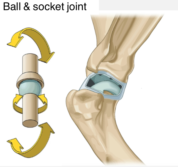 <p>Ex. Glenohumeral</p><p>Movement - in many planes: flexion/extension, internal/external rotation, side-to-side</p>