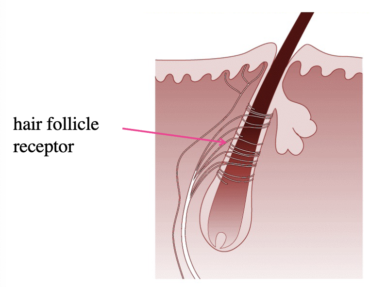 <p>5th type of fast-adapting tactile mechanoreceptor in hairy skin</p>