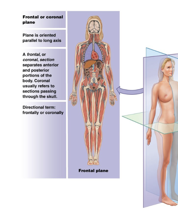 <p>A vertical plane that divides body into anterior and posterior portions</p><p>(a cut into this plane is called a <strong>frontal (coronal section)</strong>) </p>