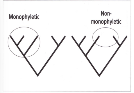 <p>a group that includes ALL of the descendents of a common ancestor. </p><p>Monophyletic groups are also known as CLADES</p>