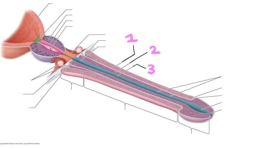 <p>identify structures 1-3</p>