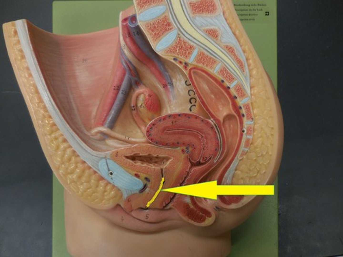 <p>-the duct through which urine is expelled</p><p>-in males, the urethra travels through the penis and also carries semen as a part of the reproductive system</p><p>-in females, the urethra is shorter and located above the vaginal opening</p>