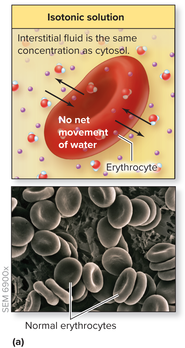 <p>Fluid stays the same </p><p>no movement</p>