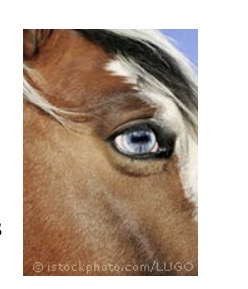 <p>Unpigmented iris </p>