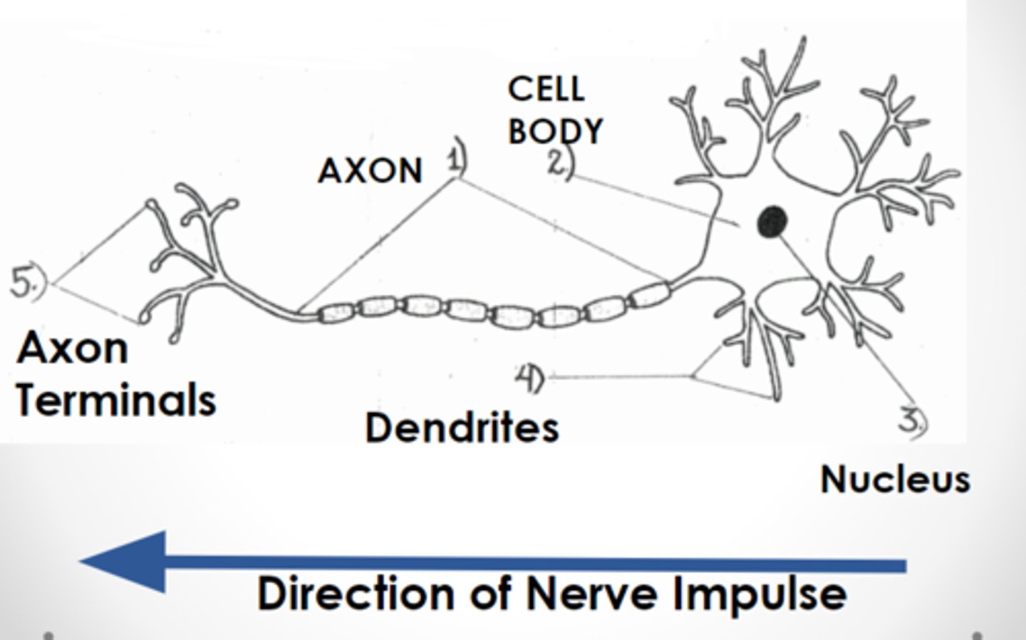 <p>a nerve impulse is an action potential which is propagated along neurons due to Na+ movement that depolarizes one part of the membrane triggering depolarisation in neighbouring parts of the neuron</p><p>an electrical impulse is the result of a wave of action potentials starting at the dendrites and ending at the synaptic terminal</p>