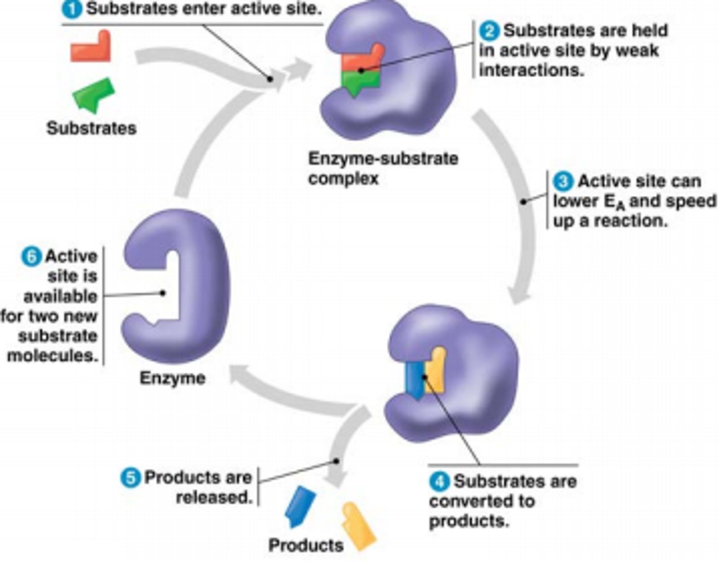 <p>enzyme substrate complex</p>