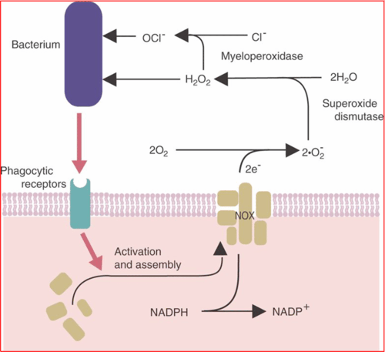 <p>What are the steps of respiratory burst in neutrophils?</p>