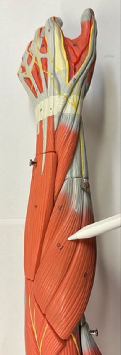 <p>What are the (2) attachments of the Extensor Carpi Radialis Longus?</p>
