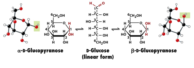 <ol><li><p>alpha glucopyranose- 2nd most common</p></li><li><p>beta glucopyranose- most common</p></li><li><p>alpha glucofuranose</p></li><li><p>betaglucofuranose</p></li><li><p>linear D-glucose</p></li></ol><p>different sugars will have different structural preferences to avoid substituents from being too close to each other.</p>