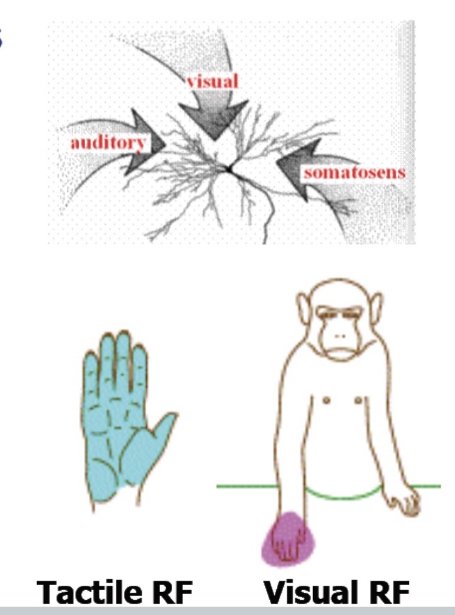 <ul><li><p>Single cell recordings in cat superior colliculus</p></li><li><p>Multimodal receptive fields</p></li><li><p>Bimodal neurons in premotor cortex respond to light and touch.</p></li><li><p>Their visual Receptive Fields moves with the hand, not the eye</p></li><li><p>l.e., hand-centred visual RFs</p></li></ul><p></p>