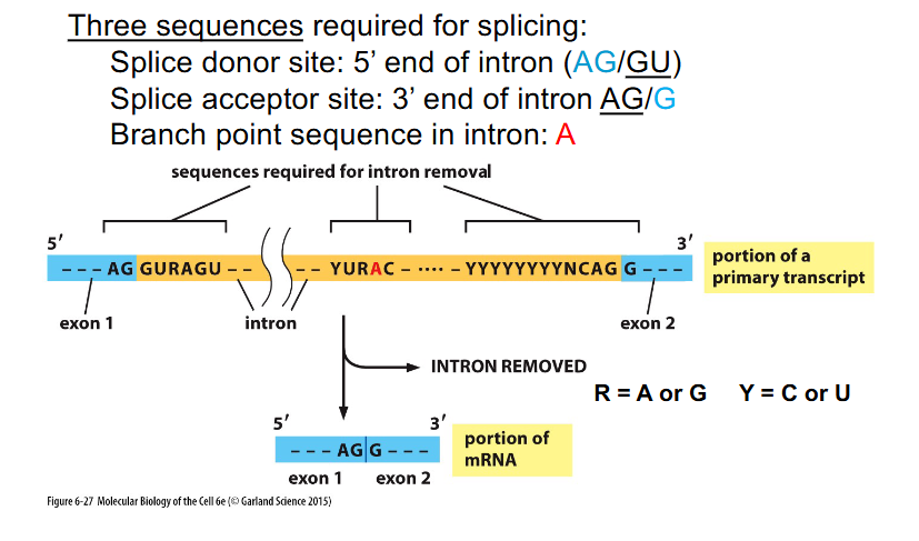 <p>THREE SEQUENCES REQUIRED FOR SPLICING:</p><p>- Splice donor site: 5' end of intron (AG/GU)</p><p>- Splice acceptor site: 3' end of intron (AG/G)</p><p>- Branch point sequence in intron: A</p>