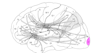 <ul><li><p>visual awareness may depend on 1 to 1 direct connections to frontal cortex</p></li><li><p>not aware of what goes on in V1 (not conscious of what is being processed in this region)</p></li></ul><p></p>